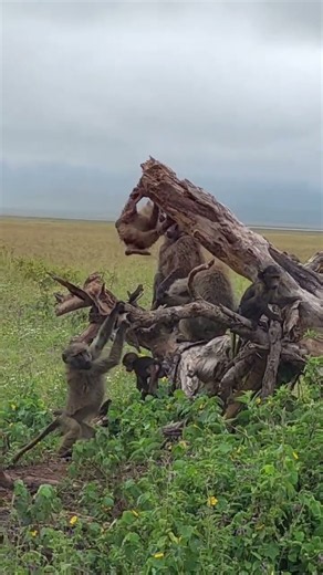 Wild Baboons Chaos in Serengeti! 🐒 | Kingdom of the Wild #wildlife
