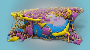 53K views · 419 reactions | "It's the closest thing that I've ever seen in science to magic." See how the newly launched Allen Integrated Cell allows researchers, for the first time, to see multiple structures inside a living cell simultaneously. | Allen Institute | Facebook