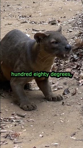Fossa – The Lemur-Hunting Predator That Runs Down Trees Headfirst! 🐾🌳