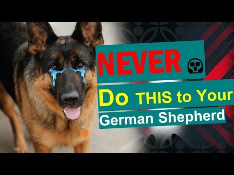 5 Things Never Do to Your German Shepherd (Most Owners Fail!)