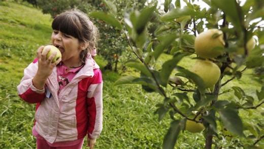 Pumpkins and apples are in season. Here are some places you can find them