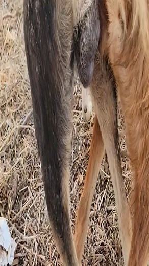 32K views · 55 reactions | #Cute #Animals | Min Yahui | Facebook