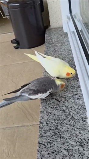 Calopsita 🔥 #birds #light #music #cockatiel