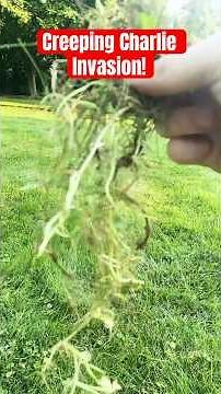 Creeping Charlie Removal | Lawn Care Tips