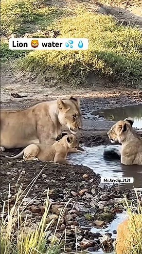 Lions 🦁 start doing synchronized swimming motions in the water 💧 💦 #lion #wildlife #swimvideo