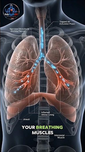 Why Is Breathing Hard During an Asthma Attack?? 🫁 #health #medical #lungs #shorts #trending #science
