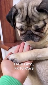 Anyone else's dog's paws smell like corn chips? And does anyone else LOVE to smell them?? 🐾 | Doug The Pug
