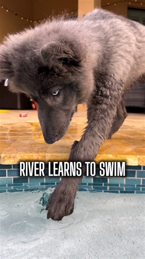@my_blue_wolf_ on Instagram: "Part of raising wolfdogs is sensory experiences which is the same as any dog breed tbh but wolfdogs can shut down completely if not confident by the age of three with certain things. River LOVES water but he was scared of it so I did a lot of positive reinforcement to get him to try it. You can’t force wolfdogs as they’ll bounce in the opposite direction and never do that thing again. So it was lots of treats and fun. Once he met Ocean and watched her happily walk i