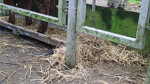 We outline best practice for weighing cattle and ask farmers why they weigh their stock. Read more here: http://ow.ly/sUih308pXVE | Irish Farmers Journal