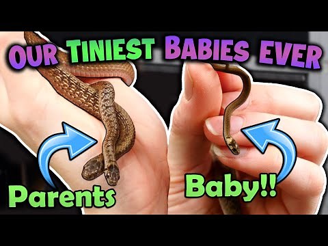 Our Smallest Snakes had BABIES!!