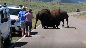 19K views · 261 reactions | 'They will kill you': A scary moment occurred when two bison started fighting at Yellowstone National Park in Wyoming as people watched in awe. READ MORE: https://bit.ly/3SOienA | FOX Weather | Facebook