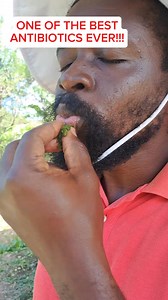 58K views · 459 reactions | Surprising Benefits of Oregano Leaf Poultice You Didn’t Know#OreganoPoultice #HerbalHealing #NaturalRemedies #DIYHealing #AncientWisdom #HolisticHealth #SkinHealing #AntiInflammatory #ViralRemedy #HerbalMedicine | Javaun Thompson | Facebook