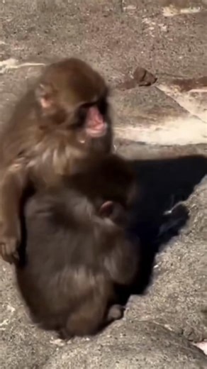 original sound - יחיד יחידを使っているAcceber/ Rebecca (@acceber0812)の動画