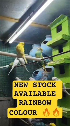 NEW STOCK AVAILABLE 🔥, ଆପଣ ଏହି ବାର୍ଡ ରଖିଛନ୍ତି କି ?#youtubeshorts #ytshorts #shorts #Gudu pet world