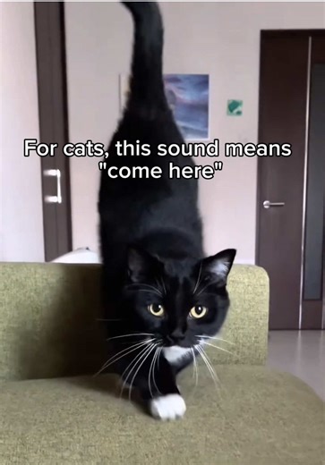 Understanding Cat Communication Through Sound