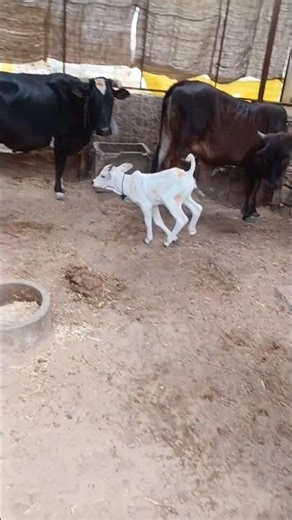 sabhi log Life 😡 insurance share karo video Ko Dekho aap log 🥺dekh nahin Rahe Ho kaise video content