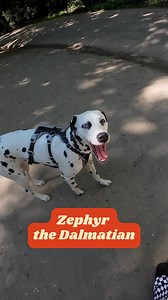 We met our first Dalmatian *internal scream* 🥹 | My Best Friend