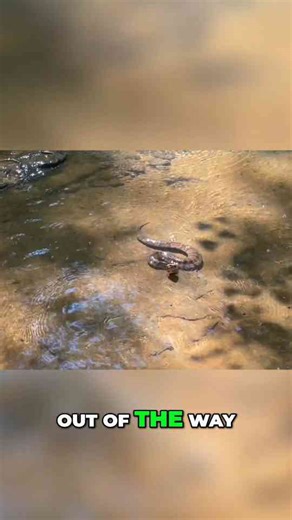 Snake Encounter: Creek Adventure Gone Wrong!