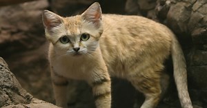 Rare sand cat captured on camera - for the first time in ten years