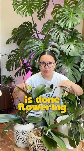 How To Get More Flowers From Your Orchid #plants #orchid #phalaenopsis #houseplants #plantcare