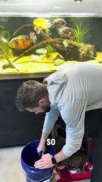 Moving Huge Chocolate Cichlid!