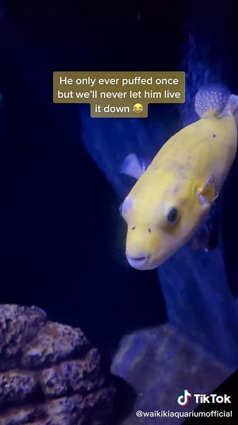 Mad Puffer Fish at Hawaii Aquarium