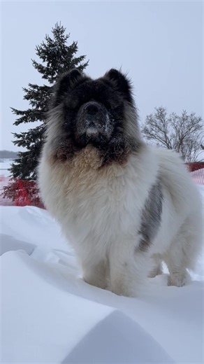 My brave boy in a blizzard #akita#snow#blizzard#winter#extremecold