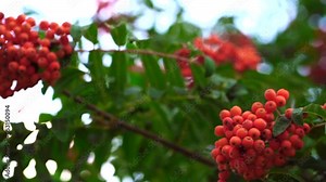 Rowan berries on a tree in a city park. Clusters of rowan berries on the background of green foliage.Blurred Rowan berries on rowan tree. Sorbus aucuparia.