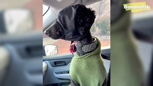 Bonaweite Dog Calming Cap Eye Mask, Pet Anxiety Mask, Nylon Shading Cat Collar Muzzle for Grooming Anti Car Sickness XL