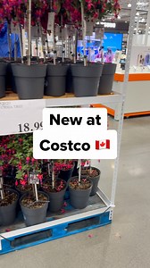 542K views · 1.5K reactions |  New Costco Item  – 9” Fuchsia Tree Patio Planter (Item #1952020) #CostcoFinds #FuchsiaTree #PatioPlants #GardenDecor #CostcoGarden #CostcoCanada | Andy Shen | Facebook