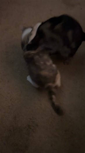 Mudkip is getting walked by Zula #cats #cute #fyp