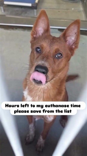 #uk #usa #canada🇨🇦 #california #newyork #travel #viral #canada #follow #rescuedogs #dogs #donate