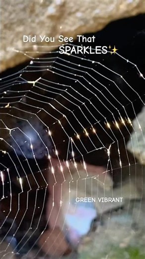 Sunlight + Spider Web🕸️ = Magical Sparkling ✨