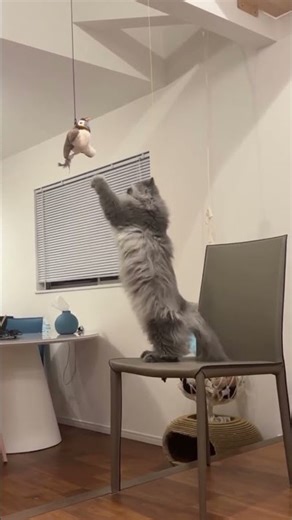 I’m not lazy… I’m on energy-saving mode. 😴🐱