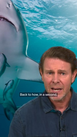 How sucker fish help humans