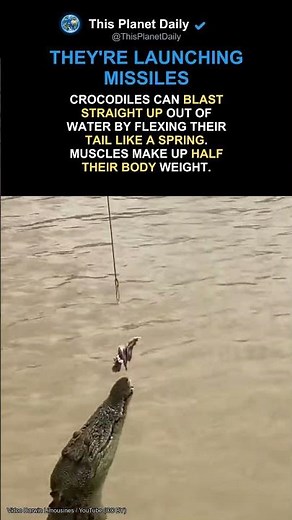 Why Crocodiles Jump Straight Up