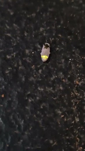 #firefly #lightningbug #nature #home #villagelife #glowingbug #bugfacts #wildlife #youtubeshorts