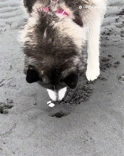 It's all fun and games until a clam squirts you in the face! | News.com.au