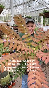 Mahonia Charity is a tough shrub that thrives on neglect. Colourful foliage in summer followed by flowers that are yellow from November until April. Planting time is from now, available in webshop https://pergolanurseries.ecwid.com ALL IRELAND DELIVERY 🚚 32 Counties Pergola Nurseries Garden Corner, Virginia,Co Cavan A gardeners oasis of quality plants Open Tuesday to Saturday 10.30-6 Open Sundays 2-6 | Pergola Nurseries Garden Corner