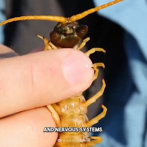 323K views · 3.8K reactions | This Centipede is stuff of nightmares! #Wildlife #NatureIsWild #WildlifeFacts #AnimalFacts #insectworld #NatureIsAmazing #WildlifeWonder | Crazy Creatures | Facebook