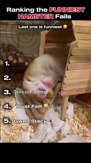 TOP 5 Funniest HAMSTER Fails! (Try Not To Laugh Challenge)