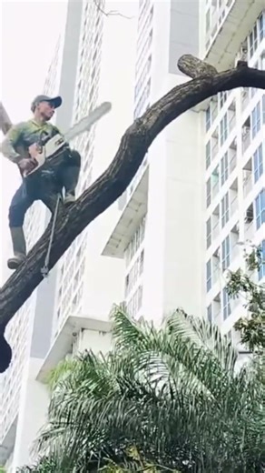 Woodworking project tree cutting skills #shortvideo #chainsaw 5032