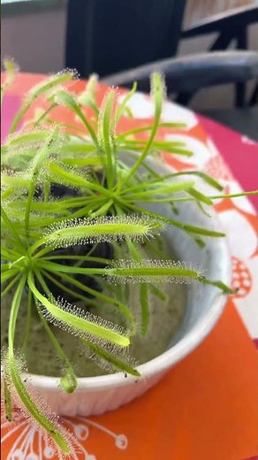 Drosera capensis alba