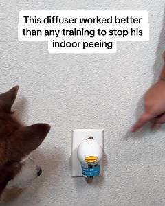 2.9K views · 14K reactions | The thing all dog parents should know about dog's peeing indoor…. and an easy way to help. | TheraPet | Facebook