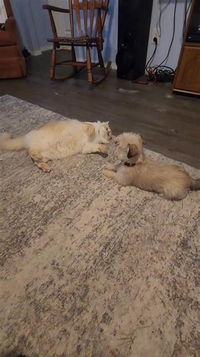 “BAH GAWD, KING! THOREN JUST TOOK WIGGLES STRAIGHT TO THE FLOOR! IT’S A SLOBBERKNOCKER IN THE LIVING ROOM!” 💥🐾 “Look out, JR! Wiggles with the reversal! I haven’t seen moves like that since *PuppyMania 2019!*” 😂🐶🐱 “BY GAWD, KING… THEY BROKE THE COUCH IN HALF! SOMEBODY CALL ANIMAL CONTROL!” 🛋️🔥 “LIVE TONIGHT: THOREN vs WIGGLES — NO RULES, NO MERCY, JUST FUR.” 💥🐕🐈 #ByGawd #Slobberknocker #ThorenVsWiggles #JRAndKing #WWEPets #PetRumble #DogVsCat #CouchRumble #PuppyPower #FurFamily | Raymo