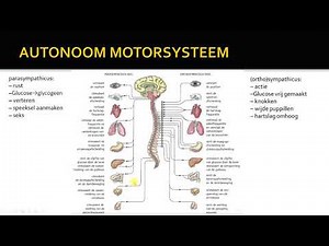 autonome zenuwstelsel