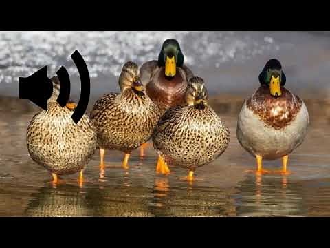 cri du canard dans la mare plusieurs canards