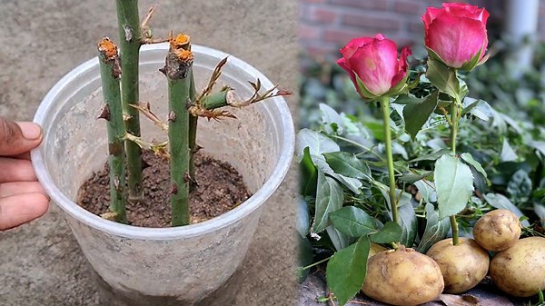 How To Grow Roses In A Whole New Way