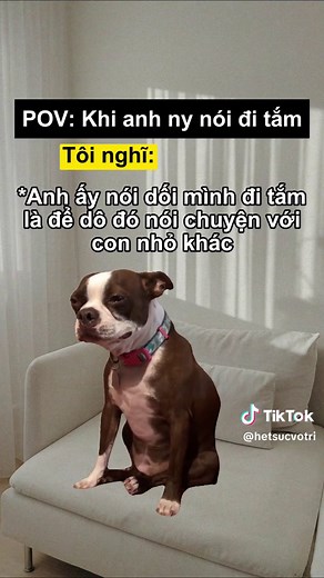 Funny Cat Meme Compilation