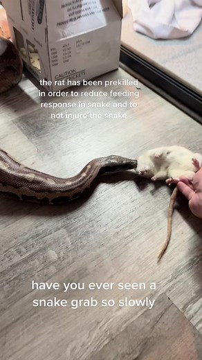 gotta love my buddies big blood pythons #reptiles #reptilesoftiktok #snake #snakes #snakesoftiktok #snakeeating #blood #bloodpython #python #feedingsnake #feedingsnakes #trust #southflorida #miami #florida #fyp #fypシ #fypage #fypシ゚viral #fypdongggggggg